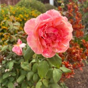 Meet your Posher, Alix